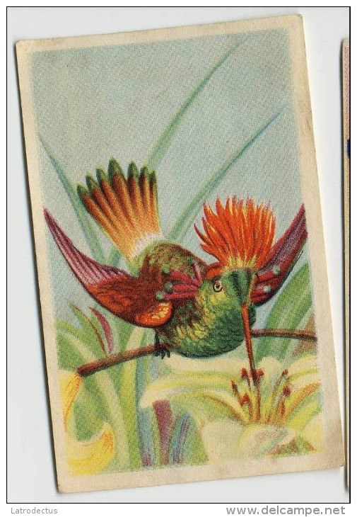 Aiglon - Oiseaux, Vogels, Birds - 363 - Laphorrie Splendide - Aiglon