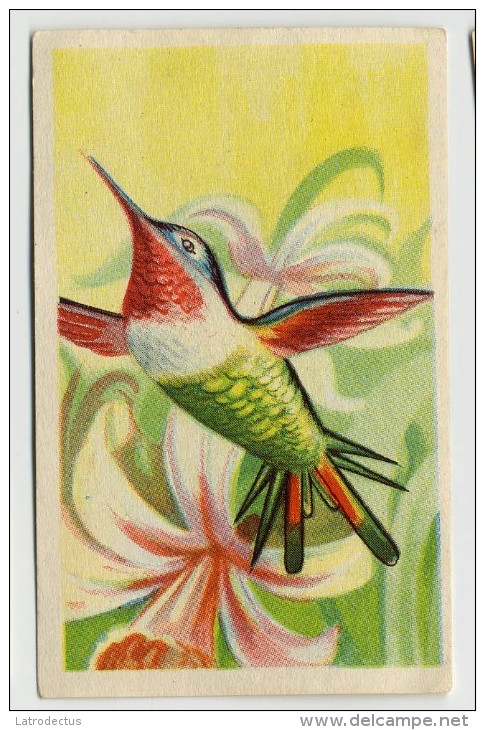 Aiglon - Oiseaux, Vogels, Birds - 364 - Oiseau-mouche Bourdon, Vliegenvogel, Colibri - Aiglon