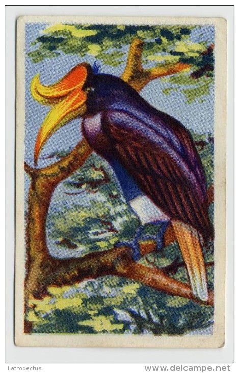 Aiglon - Oiseaux, Vogels, Birds - 370 - Calao Rhinocéros - Aiglon