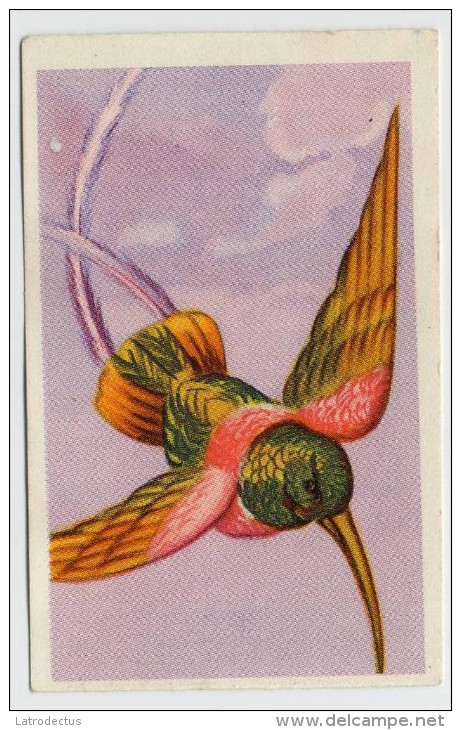 Aiglon - Oiseaux, Vogels, Birds - 377 - Colibri Topaze - Aiglon