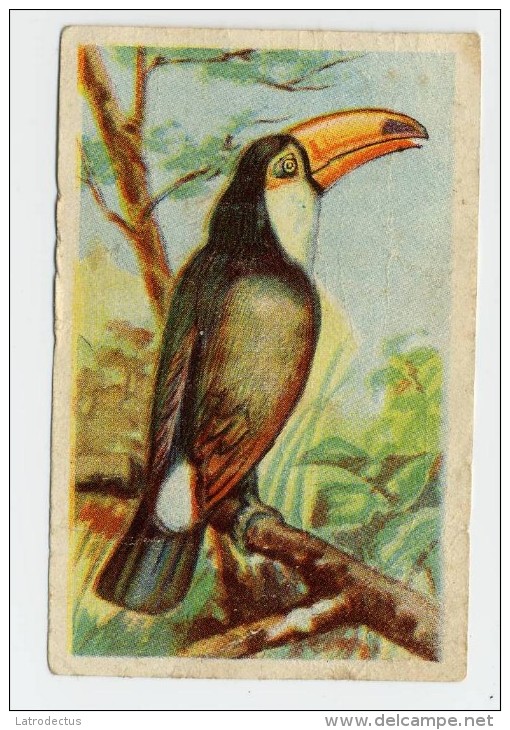 Aiglon - Oiseaux, Vogels, Birds - 384 - Toucan - Aiglon