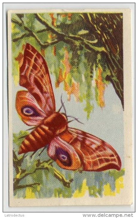 Aiglon - Papillons, Vlinders, Butterflies - 315 - Sphinx Demi-paon, Sfinx Halve-pauw, Smérinthus Ocellata - Aiglon