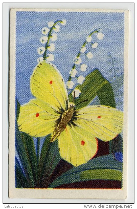 Aiglon - Papillons, Vlinders, Butterflies - 316 - Citron, Citroen - Aiglon