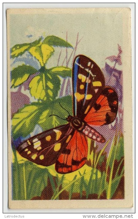 Aiglon - Papillons, Vlinders, Butterflies - 317 - Ecaille Rouge, Roogeschelpte - Aiglon