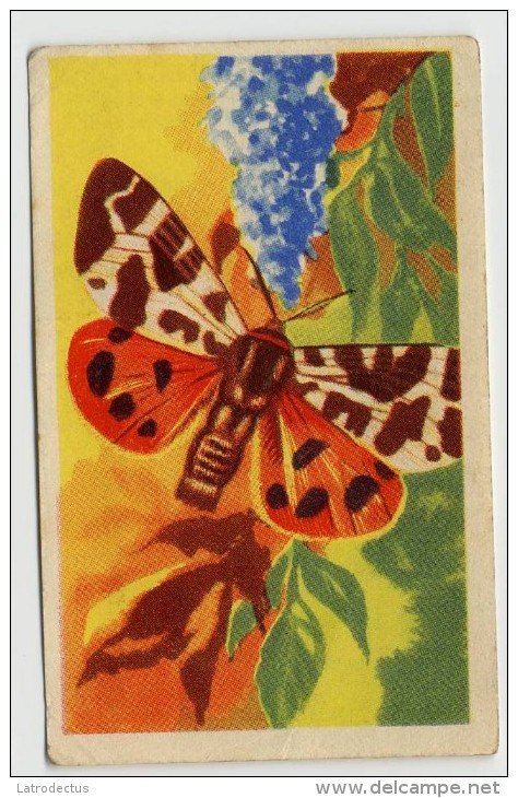 Aiglon - Papillons, Vlinders, Butterflies - 320 - Herissone, Arctia Caja - Aiglon