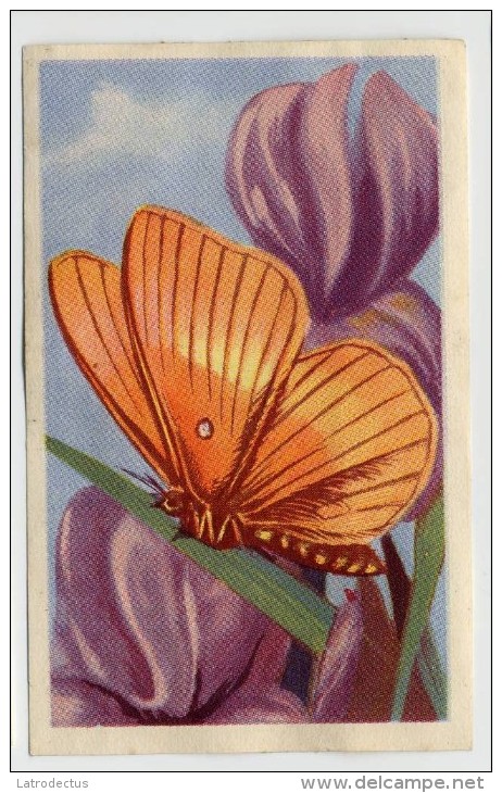 Aiglon - Papillons, Vlinders, Butterflies - 325 - Minime à Bandes, De Kleine Met Banden - Aiglon