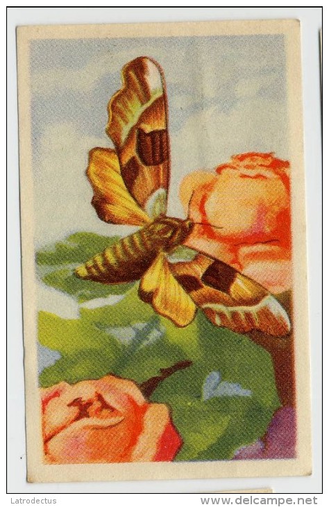 Aiglon - Papillons, Vlinders, Butterflies - 326 - Sphinx Du Tilleul, Lindeboomsfinx - Aiglon