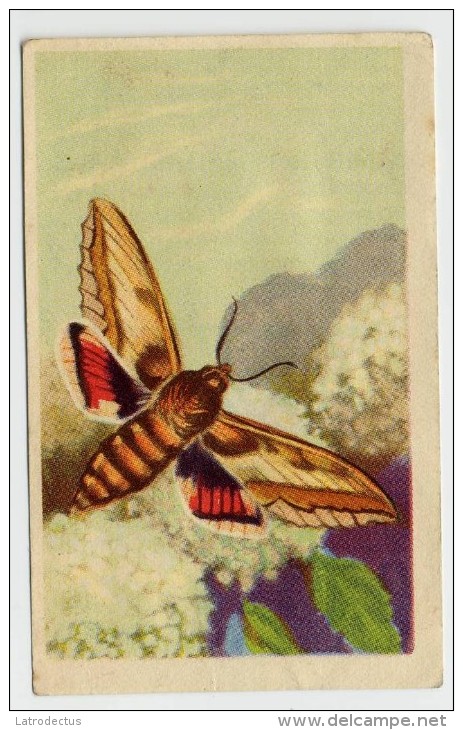 Aiglon - Papillons, Vlinders, Butterflies - 329 - Sphinx De L'Euphorbe, Wolfsmelksfinx - Aiglon