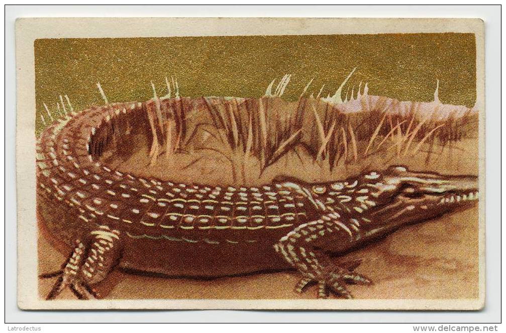 Aiglon - Congo Belge - 117 - Le Crocodile, De Krokodil - Aiglon