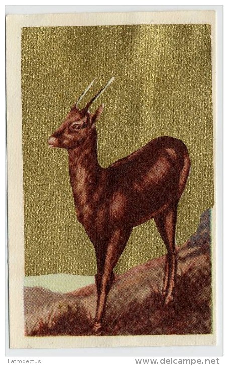 Aiglon - Congo Belge - 127 - L'Antilope, Antiloop - Aiglon