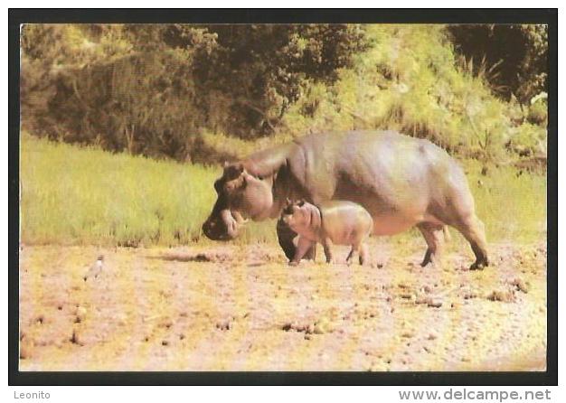 HIPPO Flusspferd Hippopotamus Baby Mombasa Kenya 1982 - Flusspferde