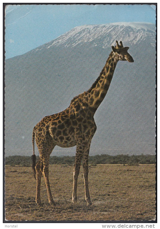 Kenia  East Afrika - Wildlife - Giraffe - 3x Nice Stamps - Kenia