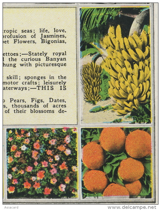 This Is Florida Fruits Orange Banana Pineapple Golf  Windmill Moulin A Vent Envoi A Longny Orne 1926 - Autres & Non Classés