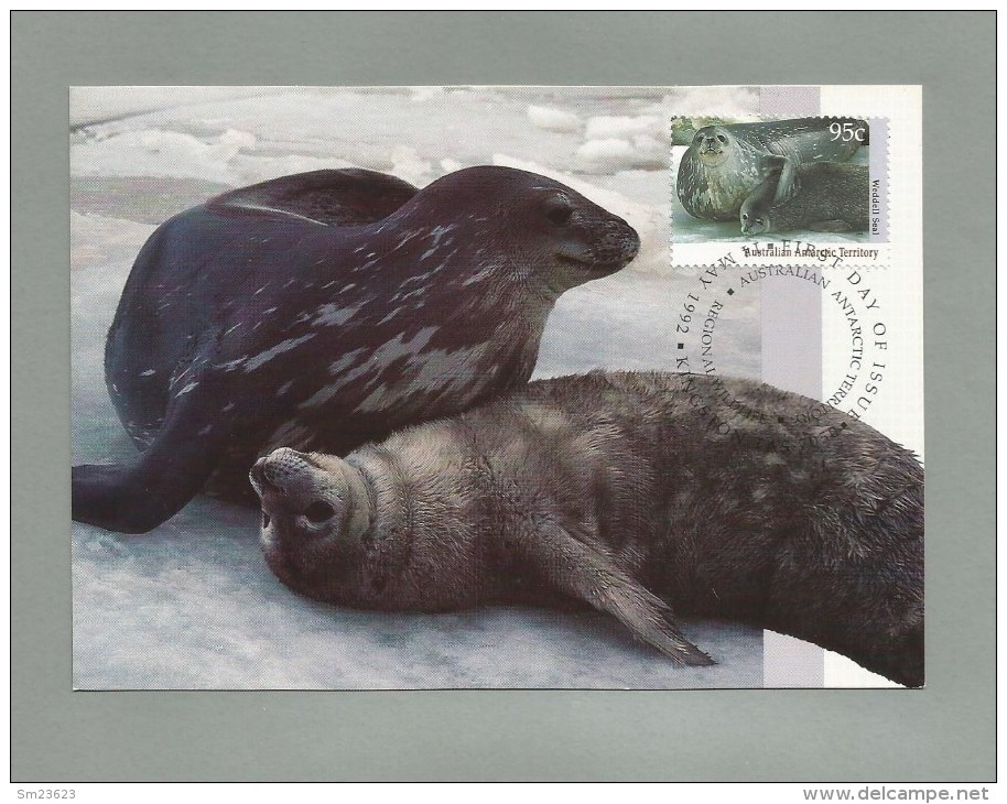 AAT 1992  Mi.Nr. 93 , Weddell Seal - Maximum Card - First Day  14 May 1992 - Cartes-maximum