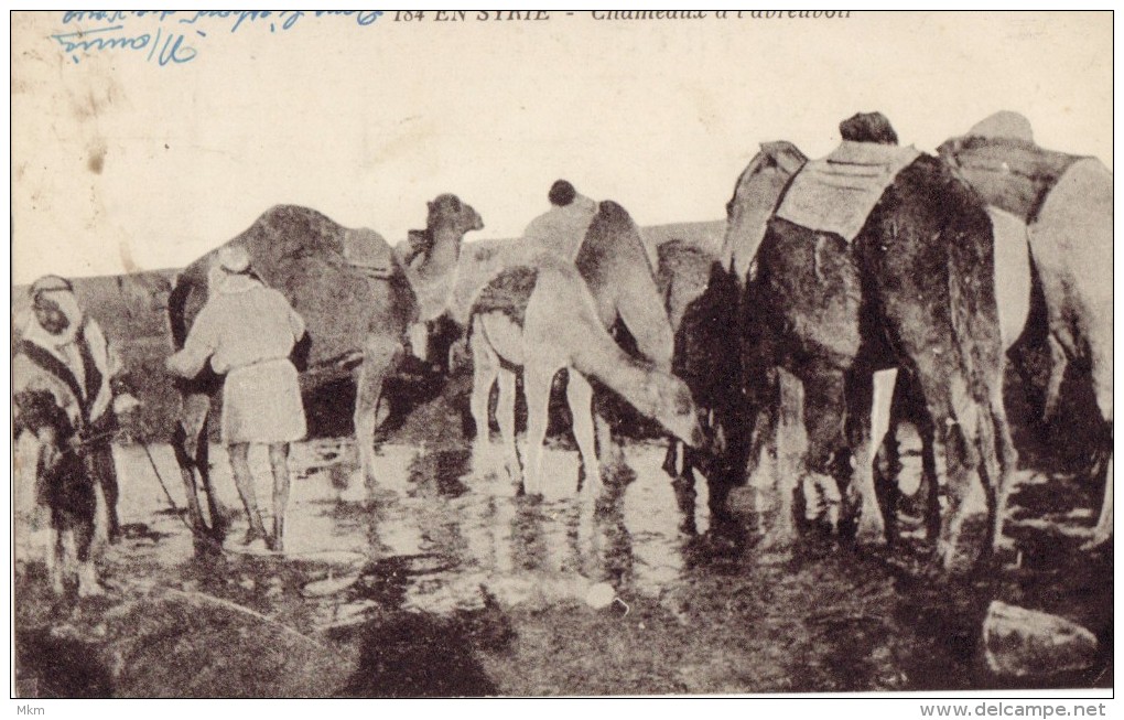 Camels - Syrië