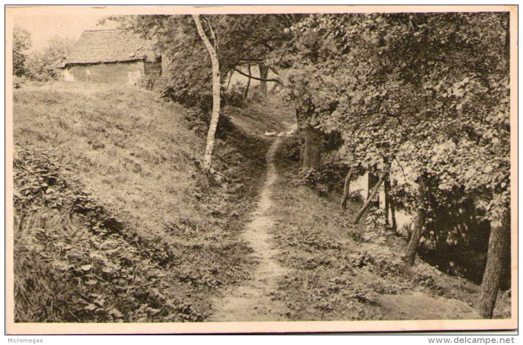 Leipziger Spaziergänge - Schattiger Weg Bei Taucha - Taucha