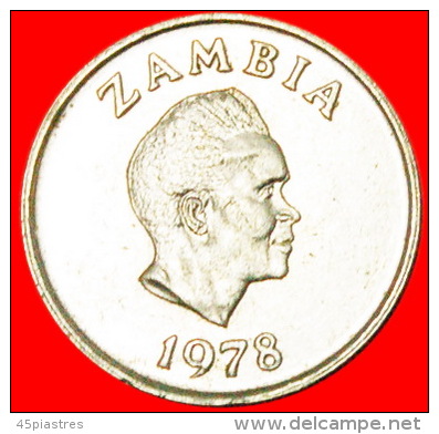 * GREAT BRITAIN (1968-1987): ZAMBIA  5 NGWEE 1978 FLOWER UNCOMMON!  LOW STARTNO RESERVE!!! - Zambia