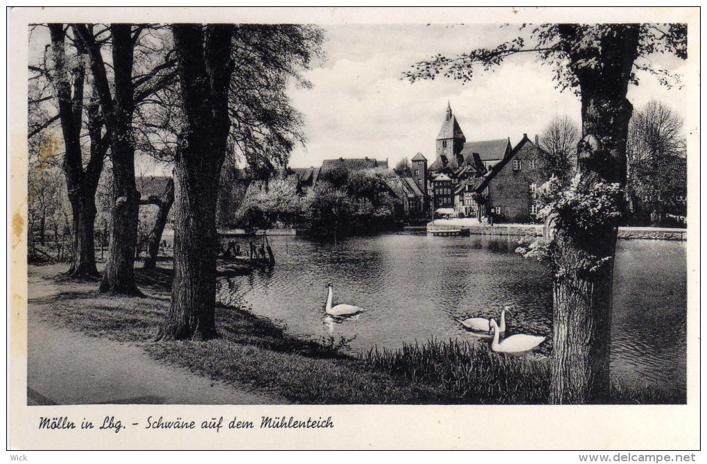 AK Mölln In Lbg. -Schwäne Auf Dem Mühlenteich -selten !!! - Mölln