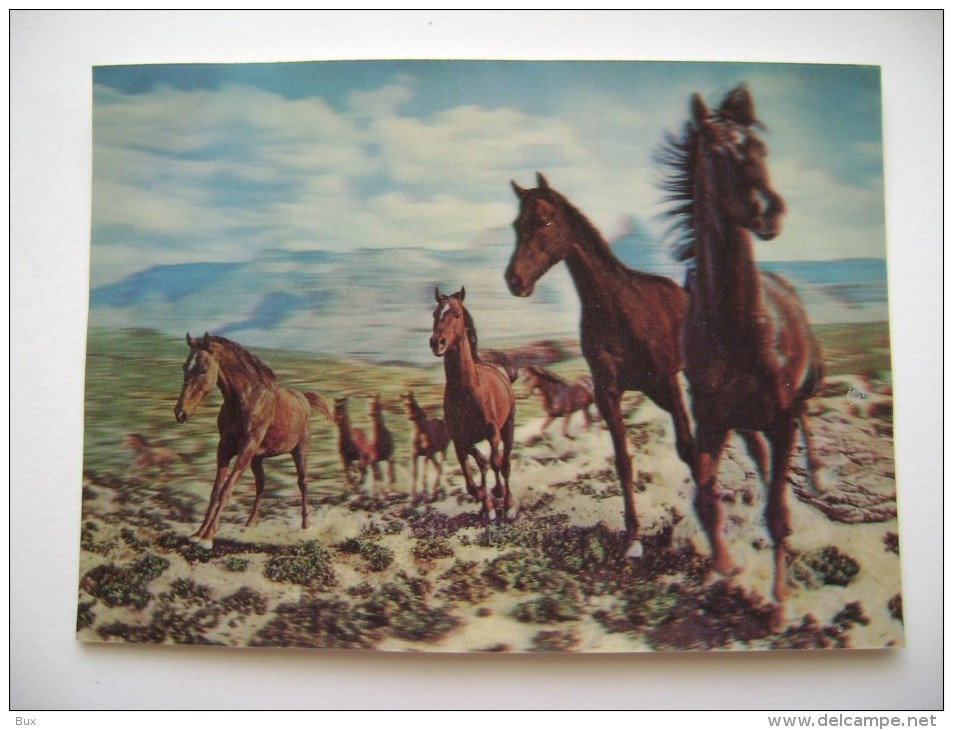 Wild West City, Netcong NJ   CHEVAL  CAVALLO  CAVALLI 3D TRIDIMENSIONALE  CARTE VISIORELIEF NON  VIAGGIATA  COME DA FOTO - Paterson