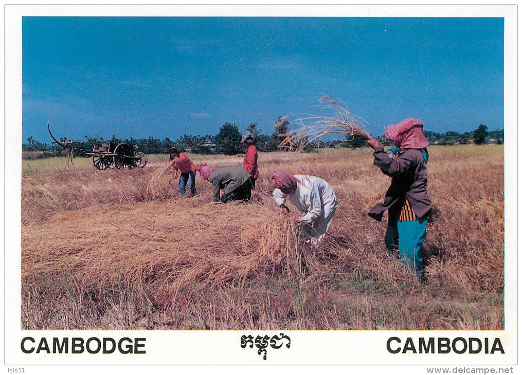 Asie - Agriculture - Cambodge - Cambodia - Cultivation Of The Rice In Cambodian - Reaping The Harvest - Photo Sok Sothy - Cambodge