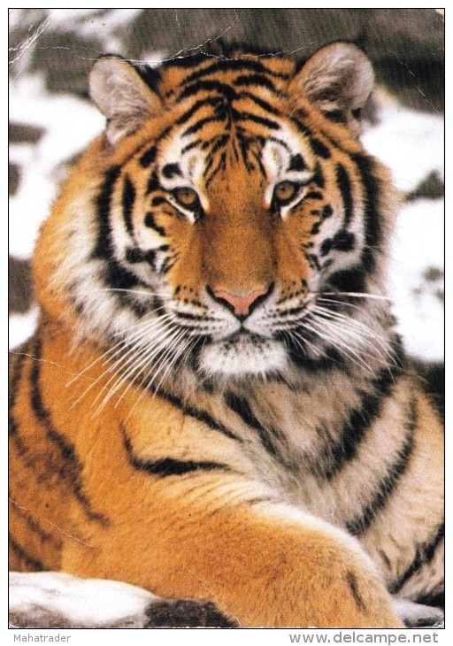 Siberian Tiger In Zoo Zurich - Tigres