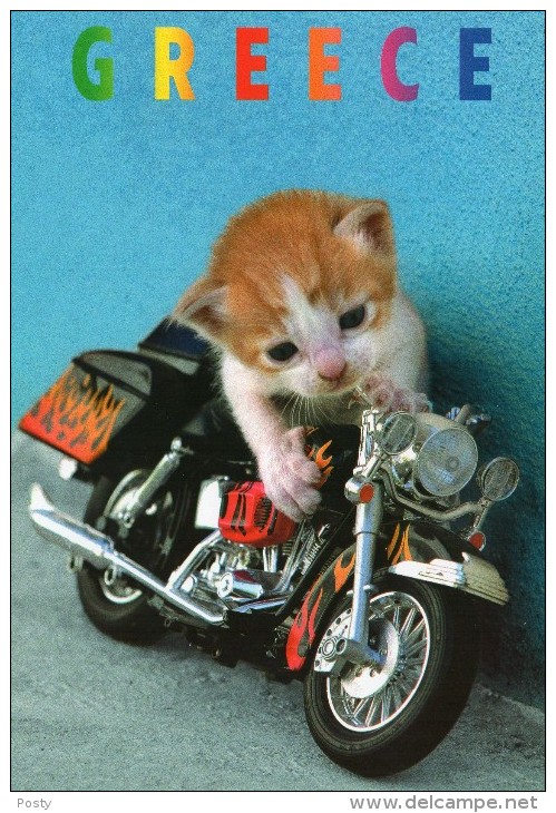 CPM - CHAT - CHATON SUR MOTO - MOTARD - GREECE - GRECE - Coul - Ann 2000 - - Cats