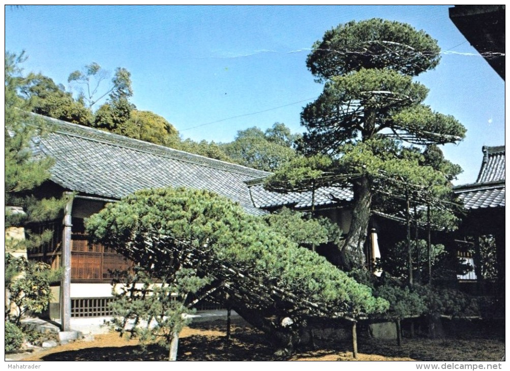 Japan - An Old Pine Tree In The Shape Of A Sailing Boat - Bäume
