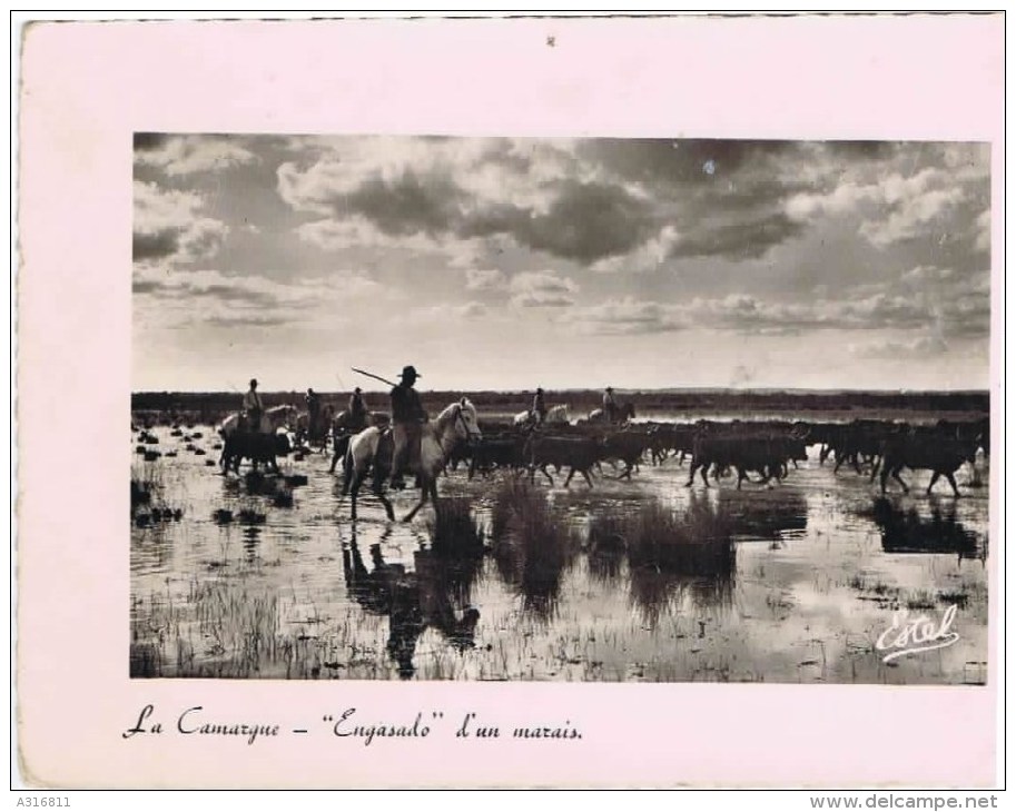 Cpsm Sur Cadre LA CAMARGUE  "engasado " D Un Marais - Autres & Non Classés