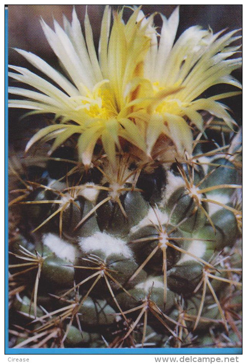 POSTCARD FLOWERS CACTUSSES CACTUS UNUSED - Cactus