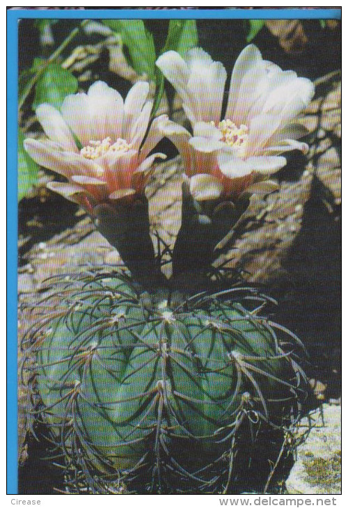 POSTCARD FLOWERS CACTUSSES CACTUS UNUSED - Cactussen