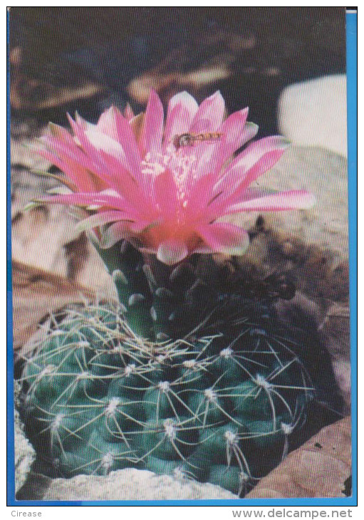 POSTCARD FLOWERS CACTUSSES CACTUS UNUSED - Cactusses
