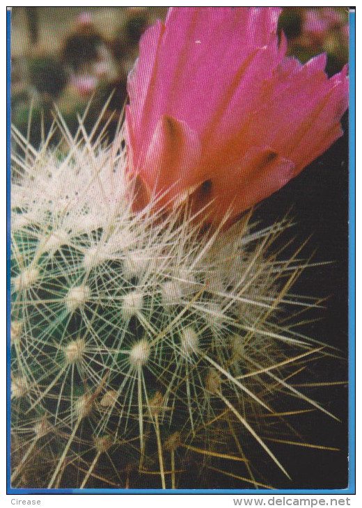 POSTCARD FLOWERS CACTUSSES CACTUS UNUSED - Sukkulenten