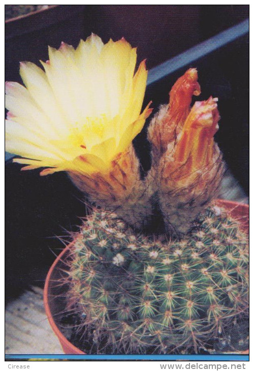 POSTCARD FLOWERS CACTUSSES CACTUS UNUSED - Cactusses