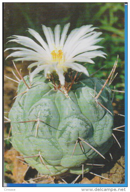 POSTCARD FLOWERS CACTUSSES CACTUS UNUSED - Cactus