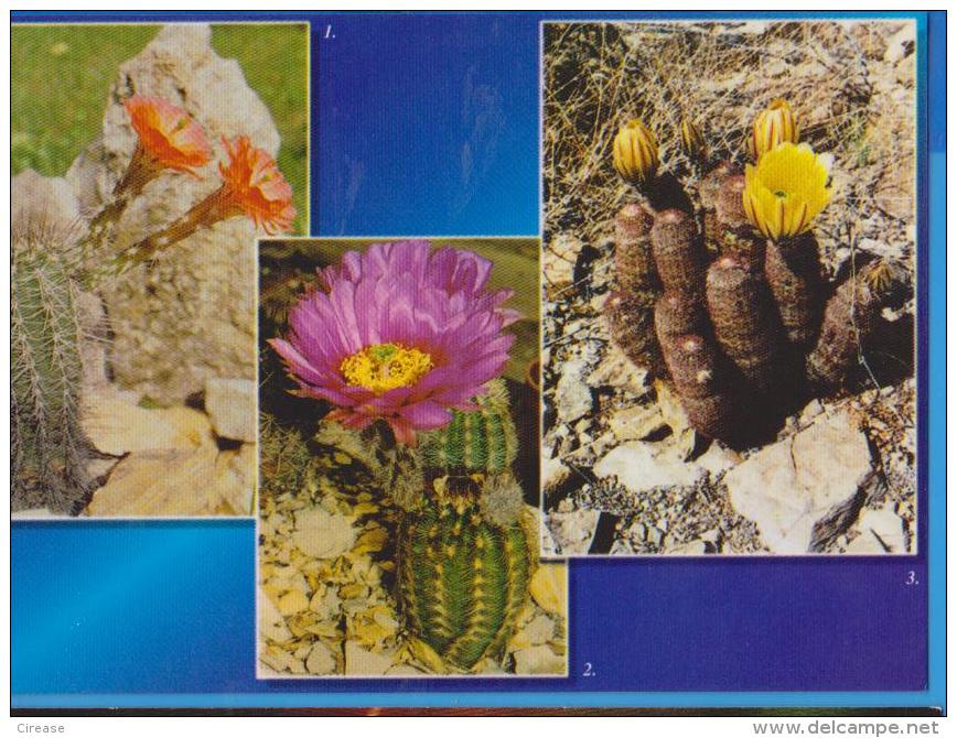 POSTCARD FLOWERS CACTUSSES CACTUS UNUSED - Cactus