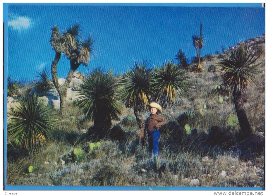 POSTCARD FLOWERS CACTUSSES CACTUS MEXICO YUCCA UNUSED - Cactussen