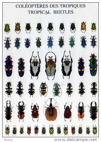 Coleopteres Des Tropiques  Nouvelles Images 1998 - Insects