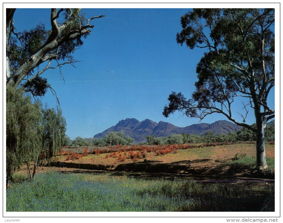 (718) Australia - SA - Flinders Range Gum Trees - Flinders Ranges