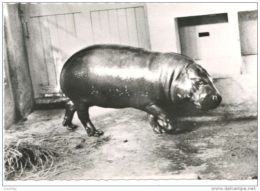 Afrique : Hippopotame Nain Du Liberia (n°135) - Hippopotamuses
