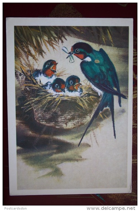 Village  Swallow  Bird - Old USSR Postcard 1980 - Oiseaux