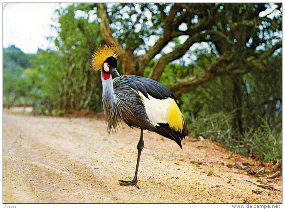 CROWNED CRANE - Südafrika, Karte Gel.1984 Mit 2 Marken - Südafrika