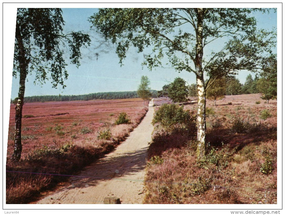 (8888) Netherlands - Woodland - Trees