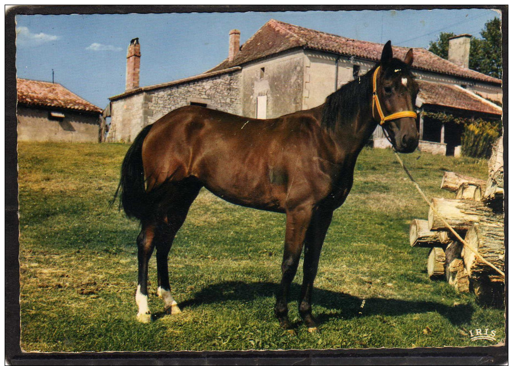 Villereal - Centre Hippique Pur Sang élevage Lasserre à Rives.  ( 2 Scans ) - Hippisme