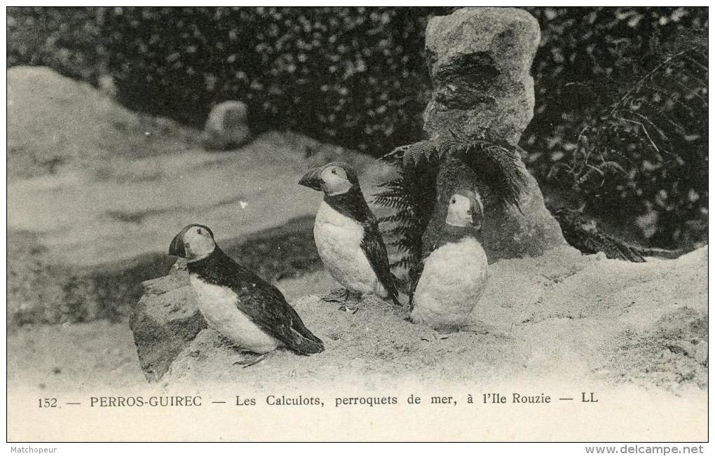 PERROS GUIREC -22- LES CALCULOTS PERROQUETS DE MER A L'ILE ROUZIE - Perros-Guirec