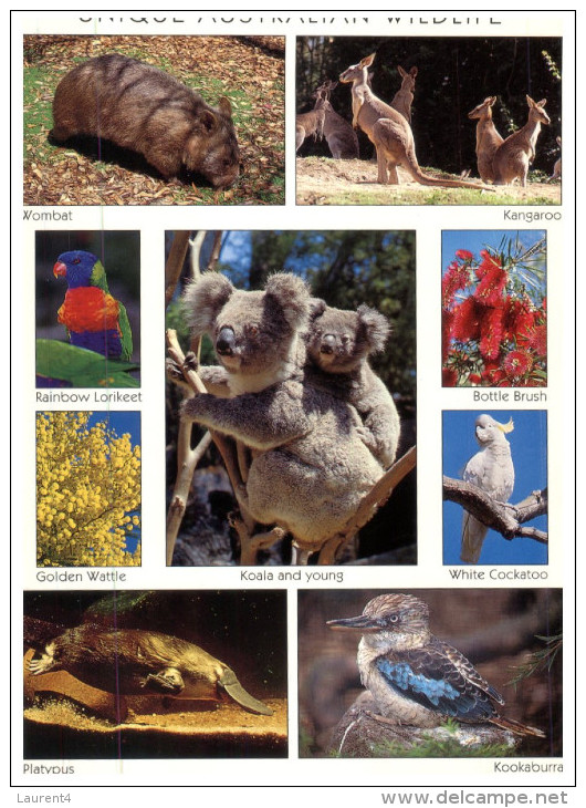 (209) Australia - Animals And Birds - Outback