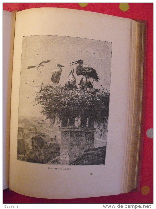 Mémoires D'un Jeune Alsacien. Joseph Wirth. éd Lecène Oudin. Sd (vers 1890/1900). Beau Cartonnage - Alsace