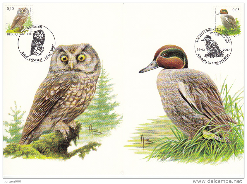 België, Maximumkaarten, Nr 3623/3624, Anas Crecca, Aegolius Funereus, Buzin (6425) - Uilen