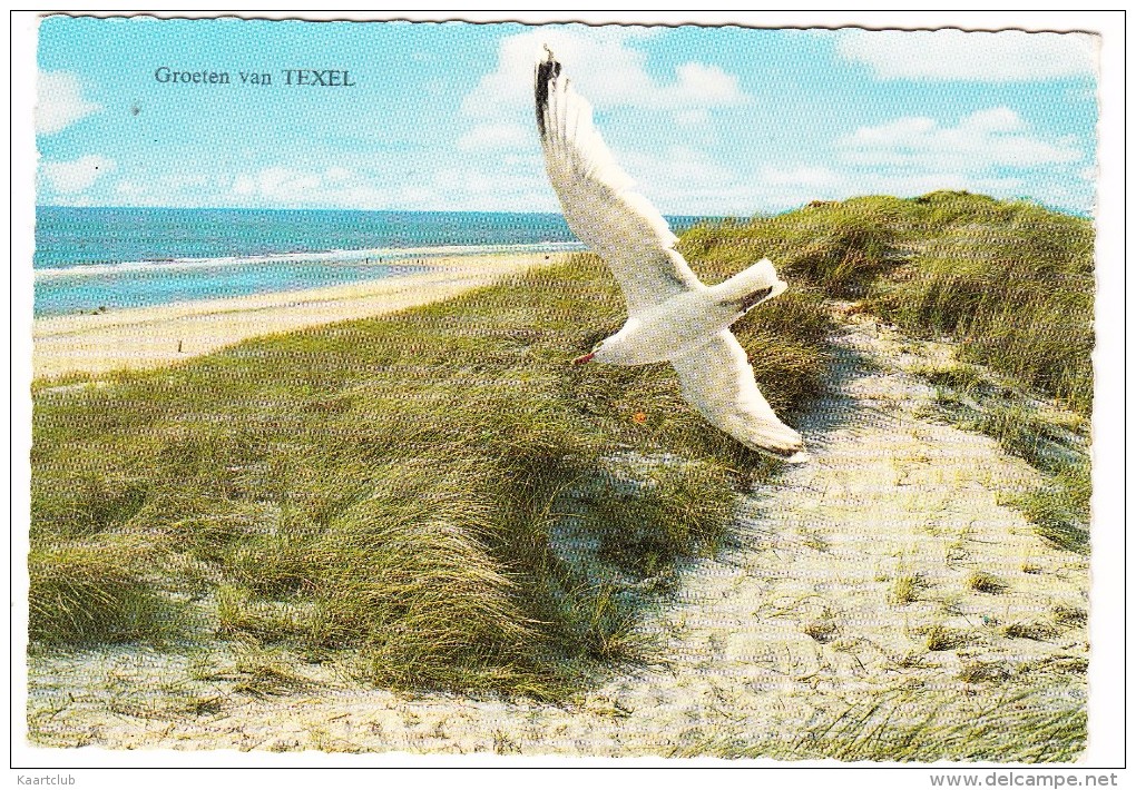 Texel: ´Groeten Van Texel´ - ZEEMEEUW / SEAGULL  - Holland / Nederland - Texel