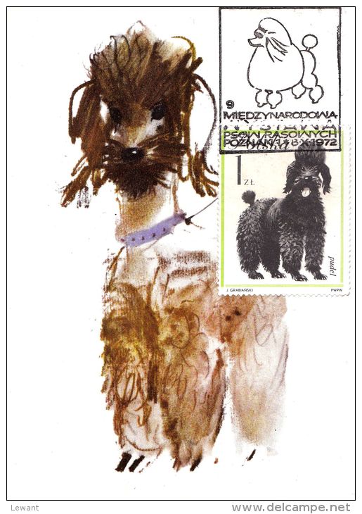 PO 11 - Maximum Card - Dog - Breed Poodle - Maximumkaarten