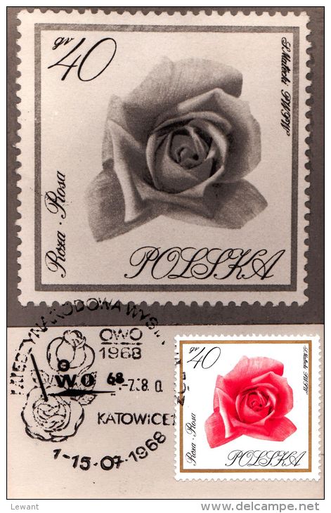 FL 10 - Maximum Card - Flowers, Rose (Rosa) - Cartes Maximum